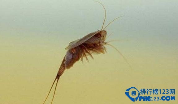 世界上最古老的動物之蝌蚪蝦。 