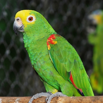 黃冠亞馬遜鸚鵡
