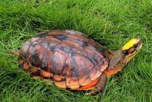 十大最漂亮的烏龜 火焰龜上榜，第七原產於加拿大