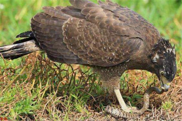 世界十大最凶的鳥 獵鷹會將獵物撕成裂肉，第七曾擊殺過小孩