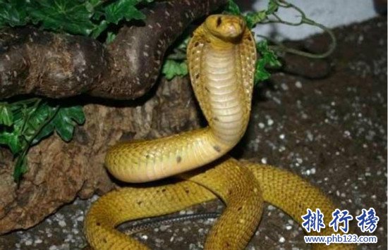 世界上最兇猛的蛇，黃金眼睛蛇(攻擊一次產生的毒液可殺死6人)