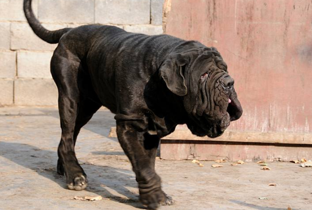 世界十大最兇猛狗 比特犬最兇猛，藏獒僅列第五