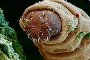 世界上最噁心的動物：蛀船蟲，長達3米的巨型毛蟲