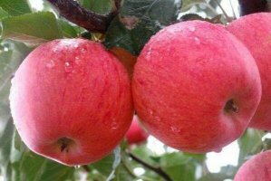 中國十大蘋果產區，陝西洛川上榜，第四被認為是中國現代蘋果發源地