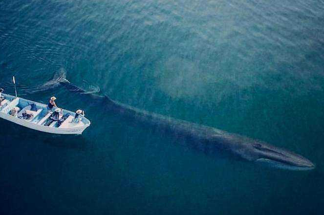 世界最厲害的十大鯨 第一名為藍鯨，最重能達239噸