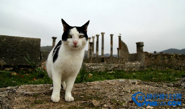 羅馬：廢墟之上的貓咪王國