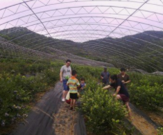 藍莓谷生態體驗園