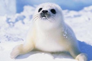 世界上十大最可愛的海洋生物 海獺上榜，第一主要生活在極地地區