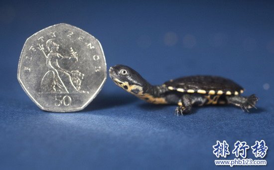 世界上最小的烏龜：羅蒂島蛇頸龜僅有硬幣大小(體長2厘米)