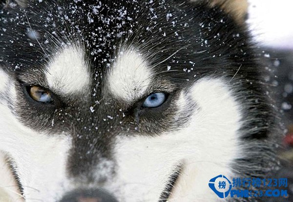 世界上最兇殘的狼：極地狼