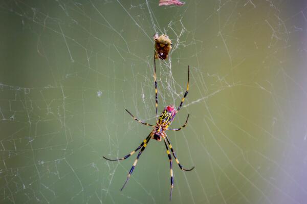 世界上最漂亮的蜘蛛排名