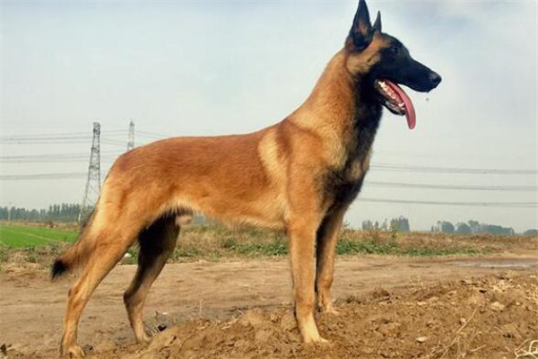 世界十大護衛犬 加納利犬比藏獒還猛，第一養起來很貴
