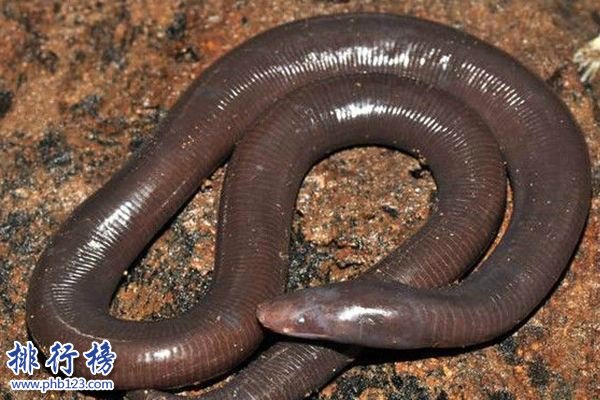 世界上最大的蚯蚓，南美洲巨型蚯蚓比蟒蛇更大更粗
