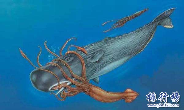 大王酸漿魷是什麼生物?世界上最大的烏賊(體重可達300公斤)