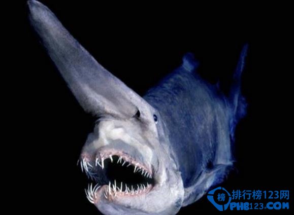 世界上最古老的動物之精靈鯊