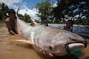 世界上最大的鯰魚:重達646磅
