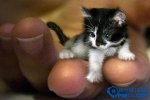 【組圖】世界上最小的貓：吉尼斯認證 僅7厘米