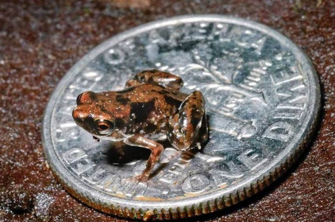 世界十大最小的動物 比指甲還小的青蛙，你見過嗎