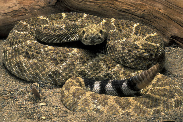 世界體型最大的毒蛇 東部菱斑響尾蛇