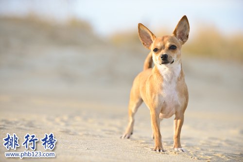 世界上最小的十大狗品種：約克犬可放口袋 吉娃娃最小