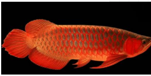 紅龍魚品種排行，紅龍魚的品種與區別 