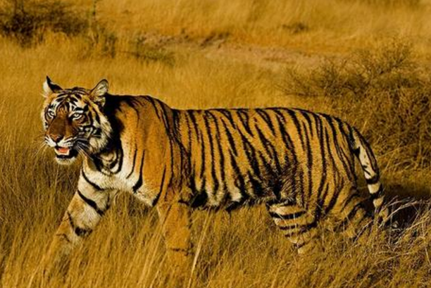 世界上最危險十大貓科動物 獵豹僅排第十，西伯利亞虎最兇猛