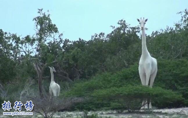 世界上罕見的長頸鹿：白色長頸鹿 安靜似天仙