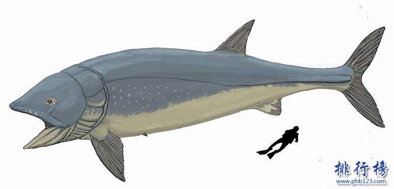 最大的硬骨魚類：利茲魚身長35米，體重如同三頭非洲象
