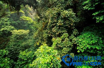 世界上最美的十大熱帶雨林排行榜 最美的熱帶雨林