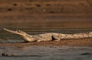 世界上最兇猛的鱷魚十大排名 美洲鱷上榜，第二被稱為“食人鱷”