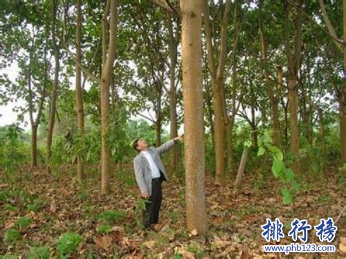 世界上生長最快的樹，輕木10年能長16米(6米/1年)