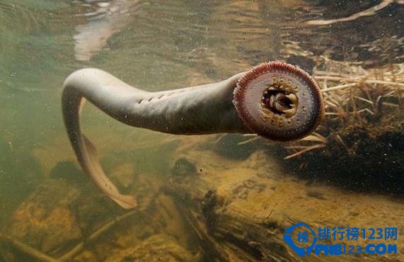世界上最古老的動物之七鰓鰻