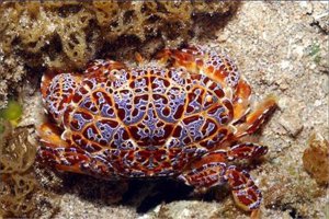 十大毒蟹排行榜：第一蟹中眼鏡蛇，第四形似麵包蟹