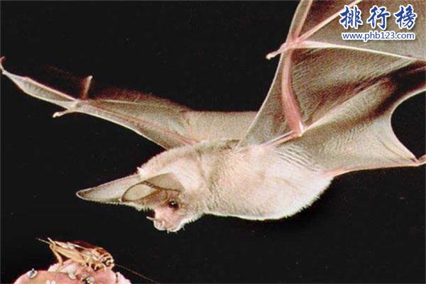 世界上最小的蝙蝠：體長不到3厘米，體重僅2克