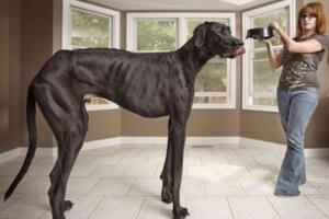 世界上最大的十個狗品種排名:大丹犬高2.2米/111公斤