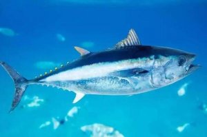 世界十大最貴的海魚 黃唇魚上榜,第一是瀕危物種