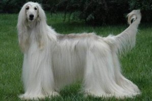 世界上十大毛最長的犬 阿富汗獵犬第一，西施犬上榜