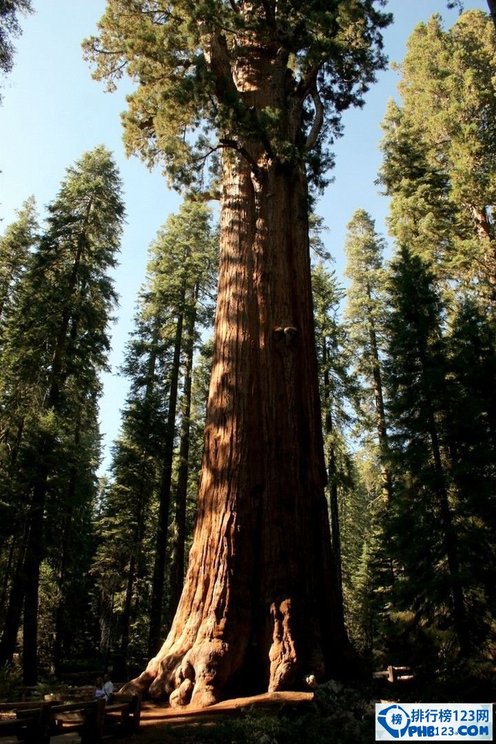 世界上最大的樹