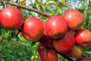 世界上最好的蘋果品種排名 新疆阿克蘇蘋果上榜，第一產於日本