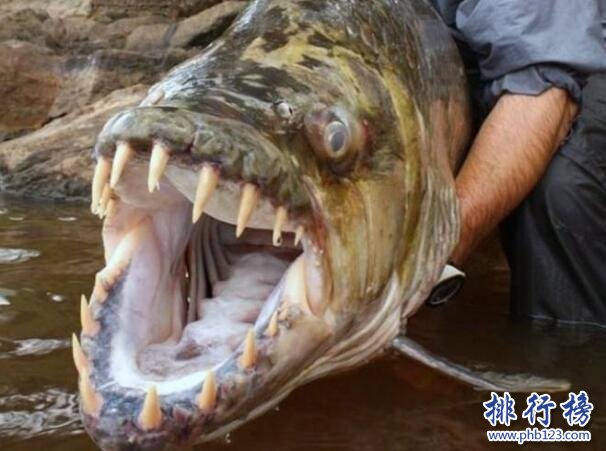 世界十大最兇猛淡水魚，亞馬遜鮎魚能扯斷承重400斤的魚線