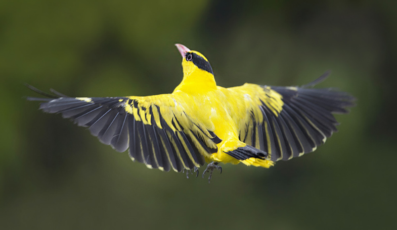 觀賞鳥十大鳴鳥排名，最受歡迎的鳥長得漂亮聲音好聽