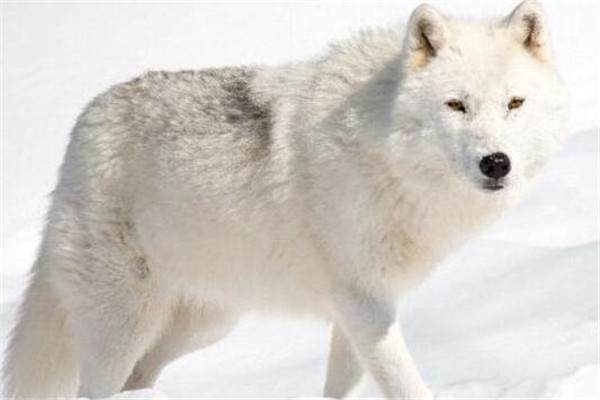 世界十大最美動物 斑馬上榜，第三是北極圈的原住民
