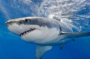 世界上十大最恐怖的鯊魚 大青鯊上榜，第一也被稱為“噬人鯊”