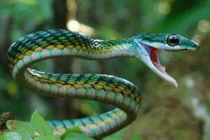 世界上有多少種毒蛇,共600餘種(其中195種致命）