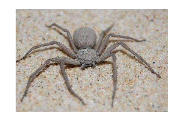 世界十大毒蜘蛛 第四名叫黑寡婦，第一極具攻擊性