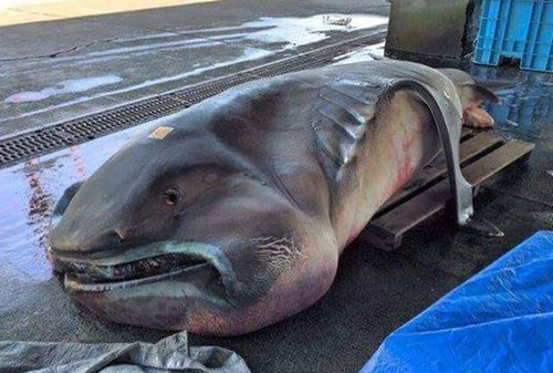 日本漁民近日捕獲的巨口鯊。