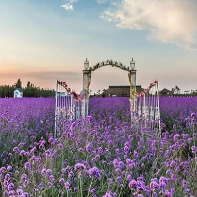紫緣香草園