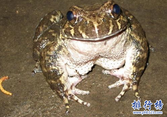 世界上最美味的青蛙,石蛙的食用歷史悠久(能食用且具有保健價值)