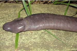 世界上最醜的蛇：巴西盲蛇形似男性生殖器(圖片噁心慎入)