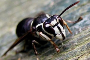 自然界蜇人最疼的十大昆蟲排行榜 蜇人最疼的昆蟲